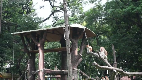 Monkey Stock Footage 195977355