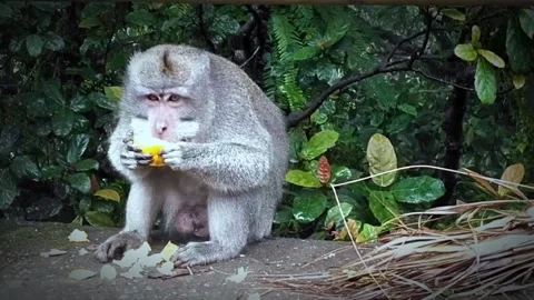 Monkey Stock Footage 208680478