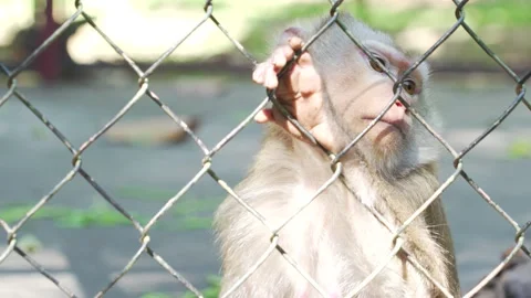 Monkey Stock Footage 209529686
