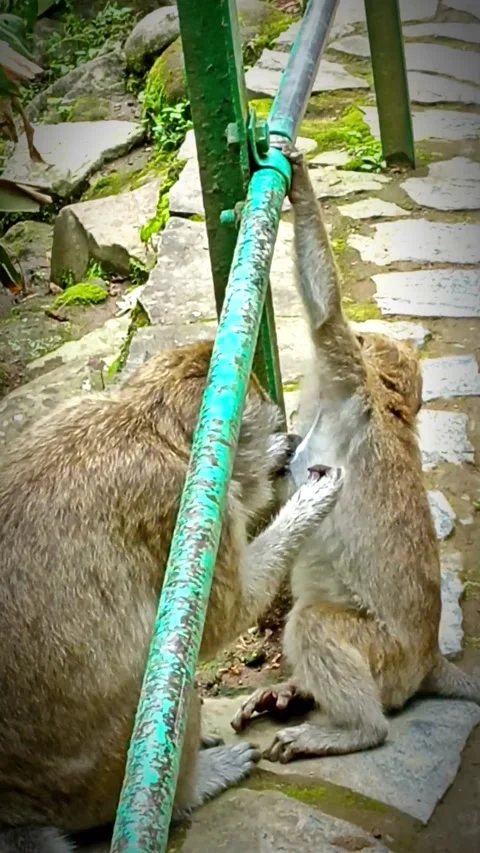 Monkey Stock Footage 221318110