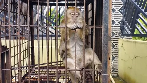 A monkey Stock Footage 222787860