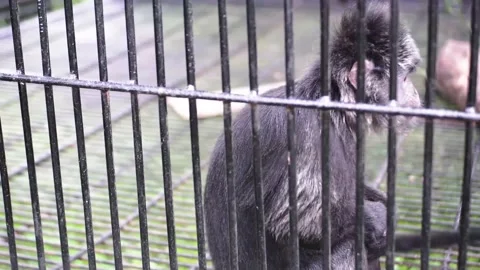 Monkey Stock Footage 229822152