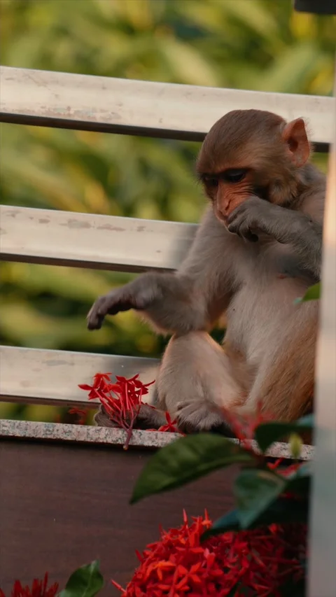 MONKEY Stock Footage 231995089