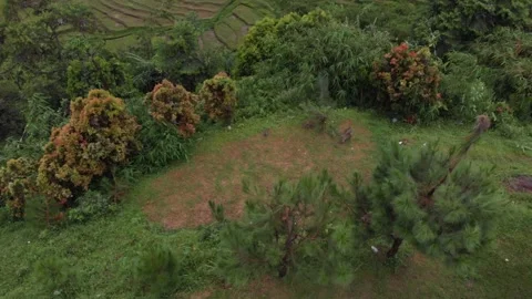 Monkey Stock Footage 232185629