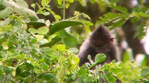The monkey Stock Footage 240041039