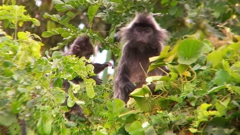 The monkey Stock Footage 240053778