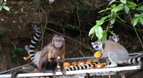 Monkey Stock Footage 242225289