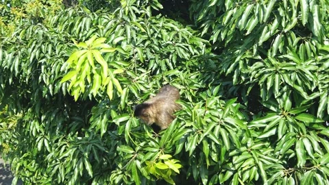 Monkey Stock Footage 262603630