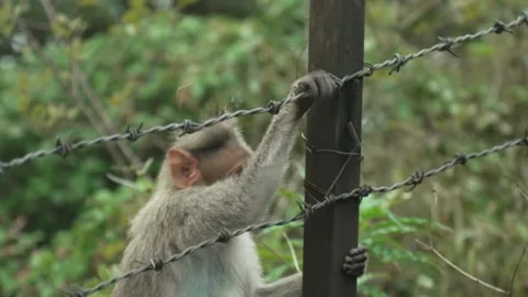 MONKEY Stock Footage 265217647