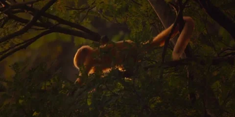 Monkey Stock Footage 308226997