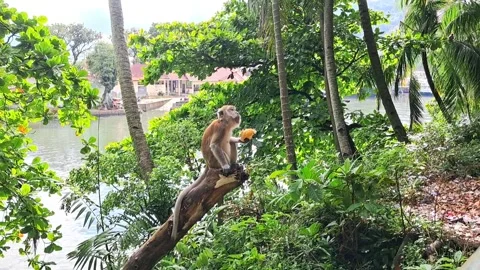 Monkey Stock Footage 329907620