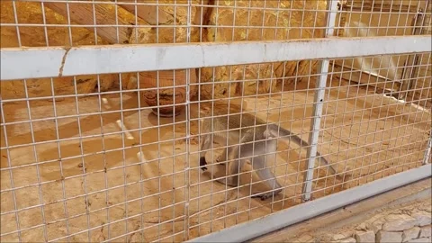 Monkey Footage Video stock 263632624