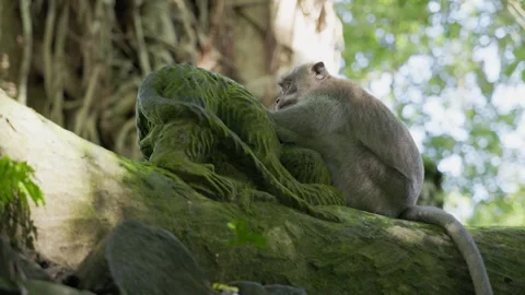 Monkey forest in Bali 库存影片 244677305