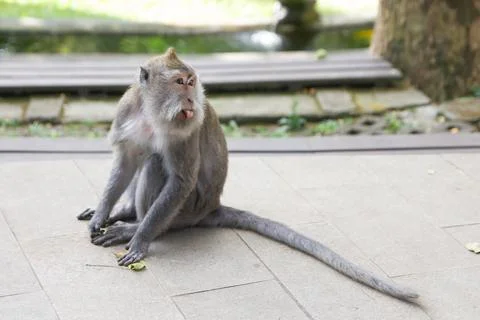 Monkey in a forest in Bali, Indonesia 写真素材
