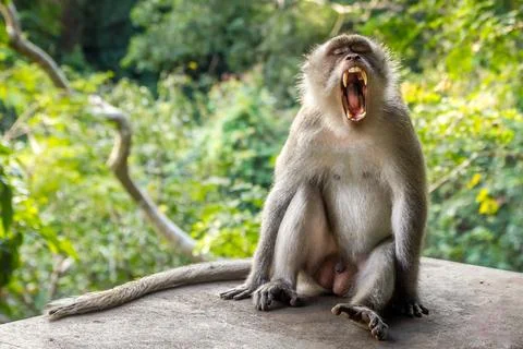 Monkey in a forest in Bali, Indonesia Stockfoto's