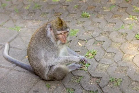 Monkey in a forest in Bali, Indonesia Stockfoto's