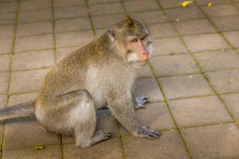 Monkey in a forest in Bali, Indonesia 写真素材