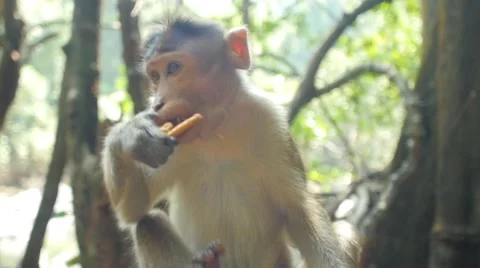 Monkey in the forest eating cookies Video stock 56482413