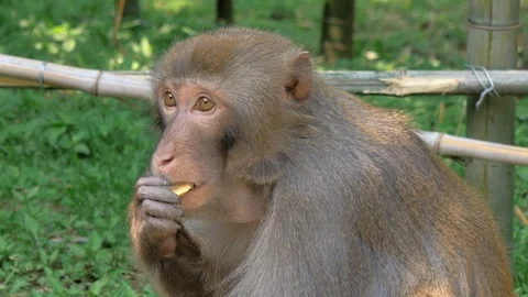 Monkey in the forest eating cookies Stock Footage 129993814