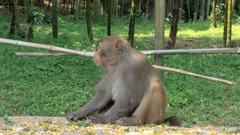 Monkey in the forest eating corn grains 스톡 동영상 151724316
