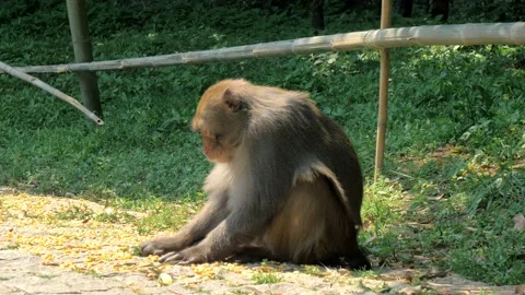 Monkey in the forest eating corn grains Stock-Footage 151724333