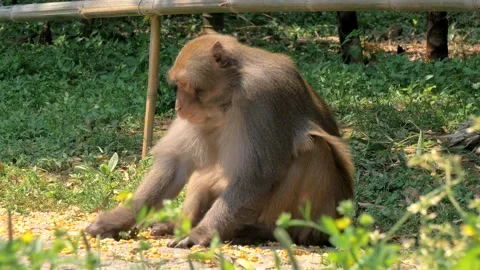 Monkey in the forest eating corn grains Stock Footage 151724424