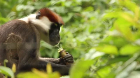 Monkey in Forest Eating Sugar Cane Collared Mangabey/Red-Capped Mangabey Stock Footage 136656654