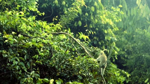 Monkey in The forest Stock Footage 37614605