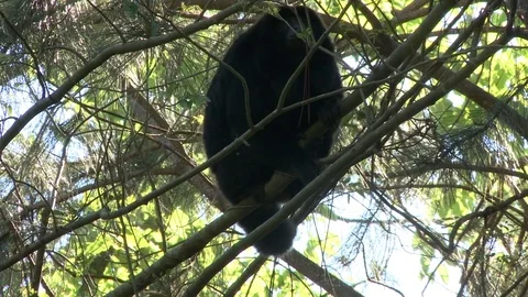 Monkey in the forest Video stock 81054911