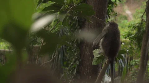 Monkey Forest Stock Footage 124758708