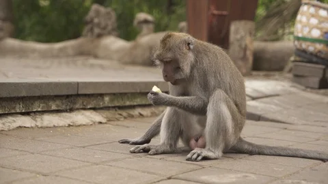 Monkey Forest Stock Footage 124758725