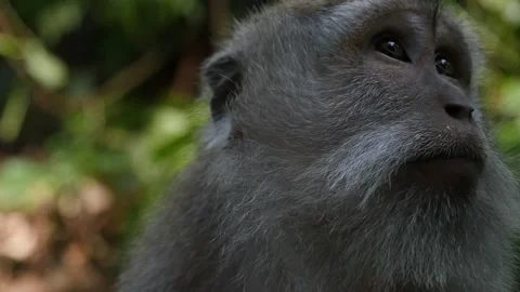 Monkey in forest Video stock 130865574