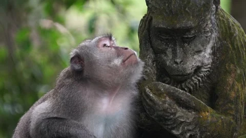 Monkey Forest Stock Footage 143776534
