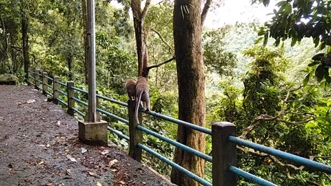 Monkey forest Stock Footage 146304477