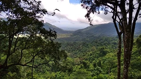 Monkey forest Stock Footage 146304509