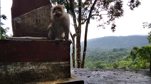 Monkey forest Stock Footage 146304559