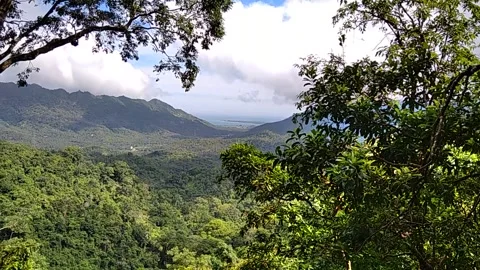 Monkey forest Stock Footage 146304581