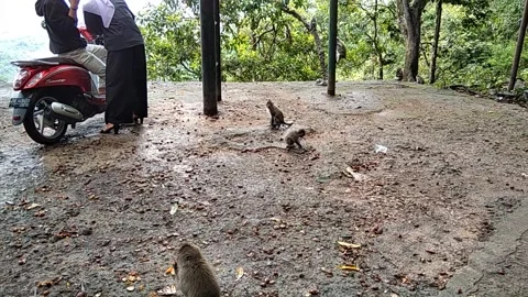 Monkey forest Stock Footage 146304583