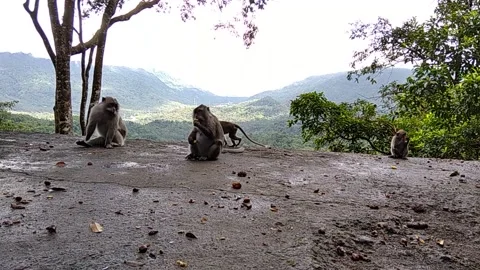 Monkey forest Stock Footage 146304611