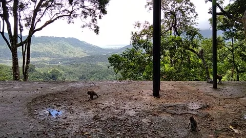 Monkey forest Stock Footage 146304612