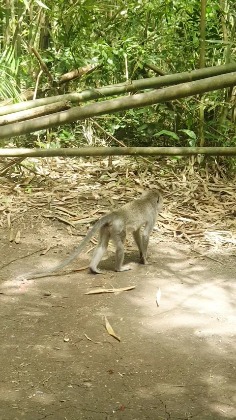 Monkey forest Stock Footage 220043792
