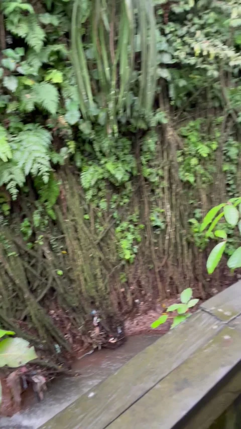 Monkey Forest Stock Footage 235356338