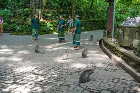 Monkey Forest guards in Ubud, Bali, Indonesia Stock Photos