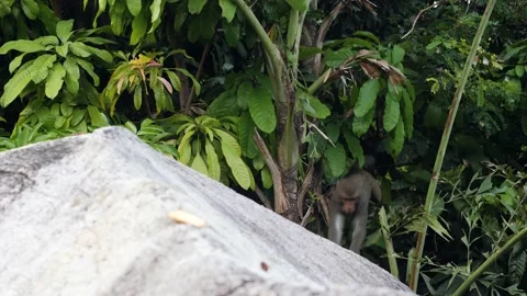 Monkey in the forest jumps in slow motion towards a rock and eats biscuits. Stock Footage 135366871