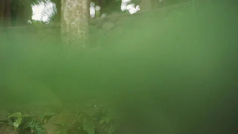 Monkey Forest Macaques Grooming In Ubud Video stock 146102727