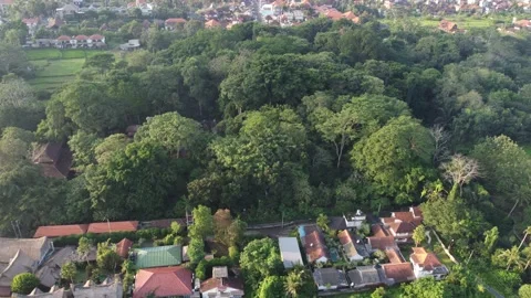 Monkey Forest move right Stock Footage 329894768