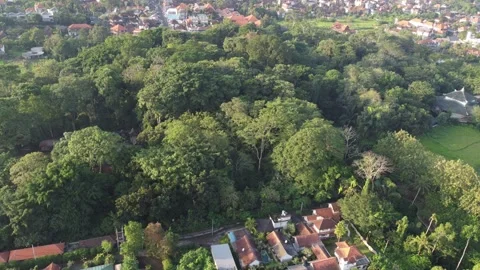 Monkey Forest orbit 스톡 동영상 329894973