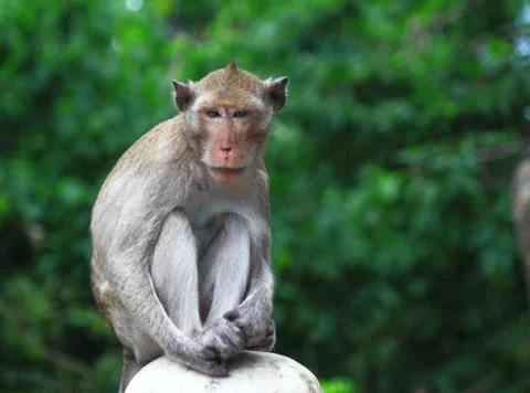 Monkey in the forest 스톡 사진