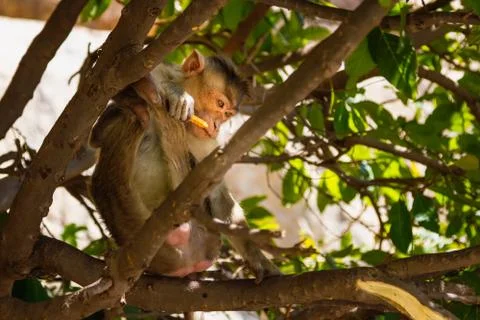 Monkey in the forest Stock-Fotos