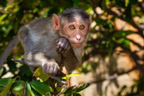 Monkey in the forest Foto stock